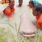 Wow! Seorang Pemancing Ini Berhasil Tangkap Ikan Lele Seberat 299 Kg di Thailand bernama Somchai Boontong membuat sejumlah orang