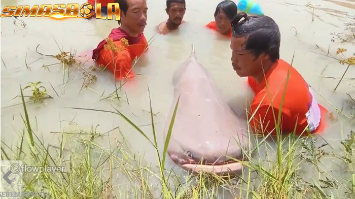 Wow! Seorang Pemancing Ini Berhasil Tangkap Ikan Lele Seberat 299 Kg di Thailand bernama Somchai Boontong membuat sejumlah orang